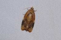 Ditula angustiorana