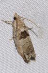 Epinotia ramella