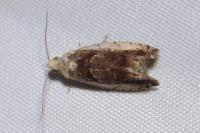 Epinotia ramella
