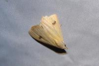 Rivula sericealis