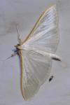 Palpita vitrealis