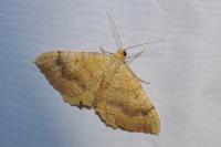 Camptogramma bilineata