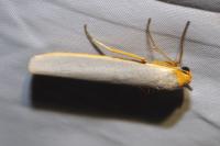 Eilema caniola