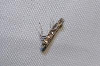 Parectopa ononidis
