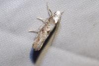 Paraswammerdamia albicapitella