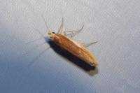 Ypsolopha parenthesella