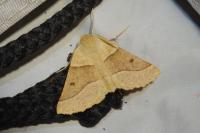 Crocallis elinguaria