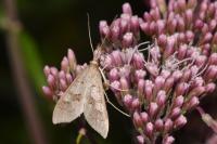 Mecyna asinalis