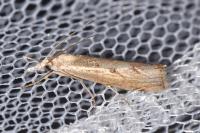 Agriphila geniculea