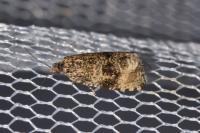Celypha lacunana