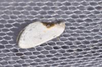 Cilix glaucata/hispanica