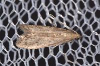 Ephestia elutella/woodiella