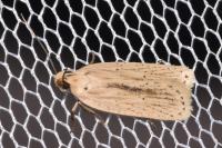 Agonopterix pallorella