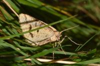 Aspitates ochrearia