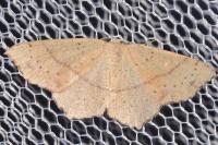 Cyclophora punctaria