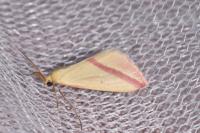 Rhodometra sacraria