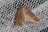 Hypsopygia glaucinalis