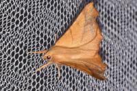 Ennomos fuscantaria