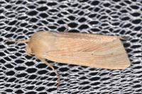 Mythimna pallens