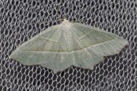 Campaea margaritaria