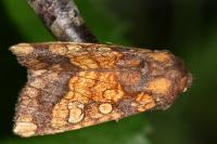 Gortyna flavago
