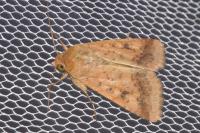Helicoverpa armigera