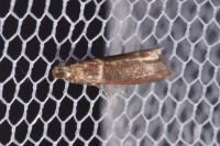 Cryptoblabes bistriga