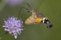 Macroglossum stellatarum