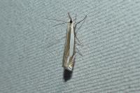 Crambus pascuella