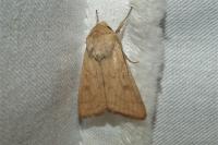 Mythimna vitellina