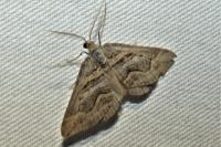 Scotopteryx peribolata