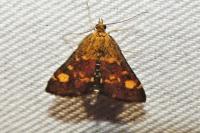 Pyrausta aurata