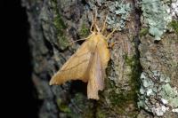 Ennomos erosaria