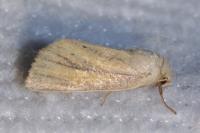 Denticucullus pygmina
