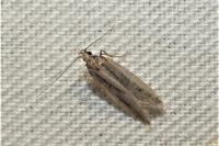 Mirificarma mulinella