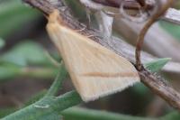 Rhodometra sacraria