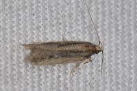 Mirificarma mulinella