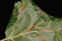 Parornix betulae
