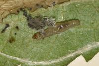 Parornix betulae