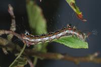 Acronicta tridens
