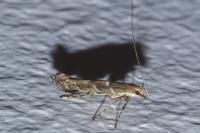 Acrocercops brongniardella