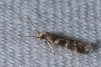 Oxypteryx wilkella