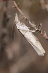 Agriphila