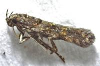 Teleiopsis diffinis
