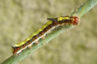 Acronicta psi