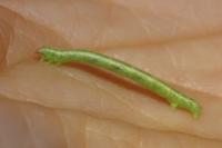 Cabera pusaria