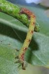 Cabera pusaria