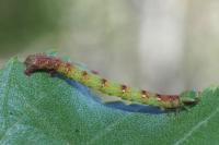 Cabera pusaria