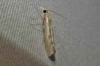 Agriphila geniculea