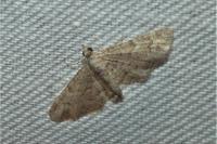 Gymnoscelis rufifasciata